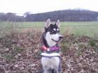 Süßer reinrassiger Siberian Husky bietet Deckackt an.