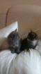 Main Coon kitten mit papieren