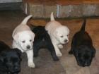 SÜSSE LABRADOR WELPEN