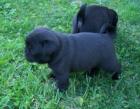 Weihnachten Mops Welpen für Ihre Familie