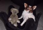 Papillon Welpe
