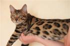 Bengalkatzen Bengalkatze Bengalkater