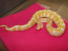 Verkaufe meine Albino KönigsPython Regius
