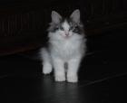 Du suchst schmusige Norwegische Waldkatzen Kitten