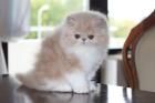 Perserbaby Katerchen zu verkaufen