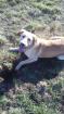 Labrador sucht ein neues zuhause