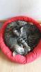Kater Eddie sucht ein neues Zuhause