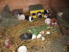 Junge Meerschweinchen