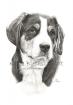 Tierportraits nach Foto