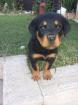 5 kräftige Rottweilerweplen-Rüden