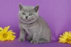 Bezaubernde Kartäuserbärchen Britisch Kurzhaar Babys blau und lilac