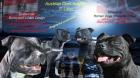 Staffordshire Bullterrier Welpen