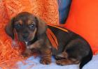 Bandit-Miniatur Dackel Jungen