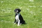 Deutsche Dogge VDH/DDC