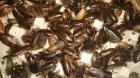 Argentinische Waldschaben Blaptica dubia