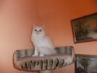 Perser perserkatze Babys