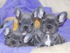 Französische Bulldoggen Welpen Reinrassige mit Papieren Blau Blue Fawn