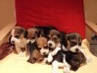 Beagle Welpen bestens sozialisiert mit Papiere