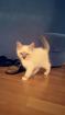 Birma Katze Katzenbaby männlich