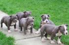 XXL - AMERICAN Pitbull Welpen Blueline
