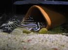 L046 Zebra Plecos Fische zum Verkauf