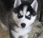 6 niedlichen Siberian Husky abzugeben