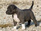Original Reinrassiger Pitbull blue line Welpe