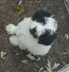 Tibet Terrier Welpen dürfen nun ausziehen
