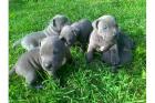 American Pit Bull Terrier Welpen zu verkaufen