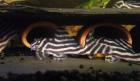 L046 Hypancistrus Zebra