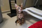 Verschmuste Bengal Kitten mit Stammbaum Bengalen Katzen
