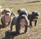 Pitbull blueline Welpe