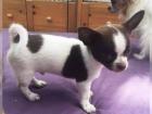SUPER Chihuahua Welpen in Kurzhaar VDH/FCI. Klasse statt Masse