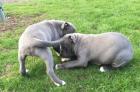 Pitbull Blueline Welpen Rüden und Hündinnen