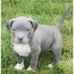 TOP American- Pitbull- Blue- Line- Welpen.