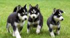 Weihnachten Reinrassige Siberian Husky Welpen mit blaue Augen