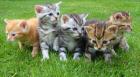 19. 11. 2022 Online-Basisseminar Tierkommunikation