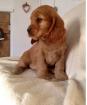Englisch Cocker Spaniel