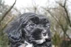 Tibet Terrier Welpen Sehr gut versorgt mehrere farben