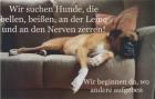Mobile Hundeschule Pforzheim das Original seit 2022