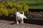 Miniaturbullterrier Welpen 11 Wochen