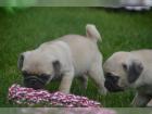 Perfekte Reinrassige Mops Welpen 10 Wochen Alt -