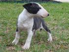 Miniature Bullterrier Welpen reinrassig Schwarz Weiß Braun Gestromt
