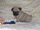 Reinrassige freiatmende Mops Welpen. kk