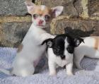 Reinrassig Chihuahua 12 wochen alt.