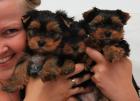 Wunderschöne Yorshire Terrier Welpen. Yorkies