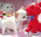 Zuckersüße Reinrassige Mini-Lang und Kurzhaar Mini Chihuahua welpen sucht ein zu