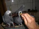 GrauPapageien- Paar in liebevolle Hände abzugeben