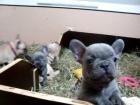 Wunderschöne Französische Bulldoggen Blue / Blue red fawn