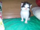 BKH-Kitten Süße Katze